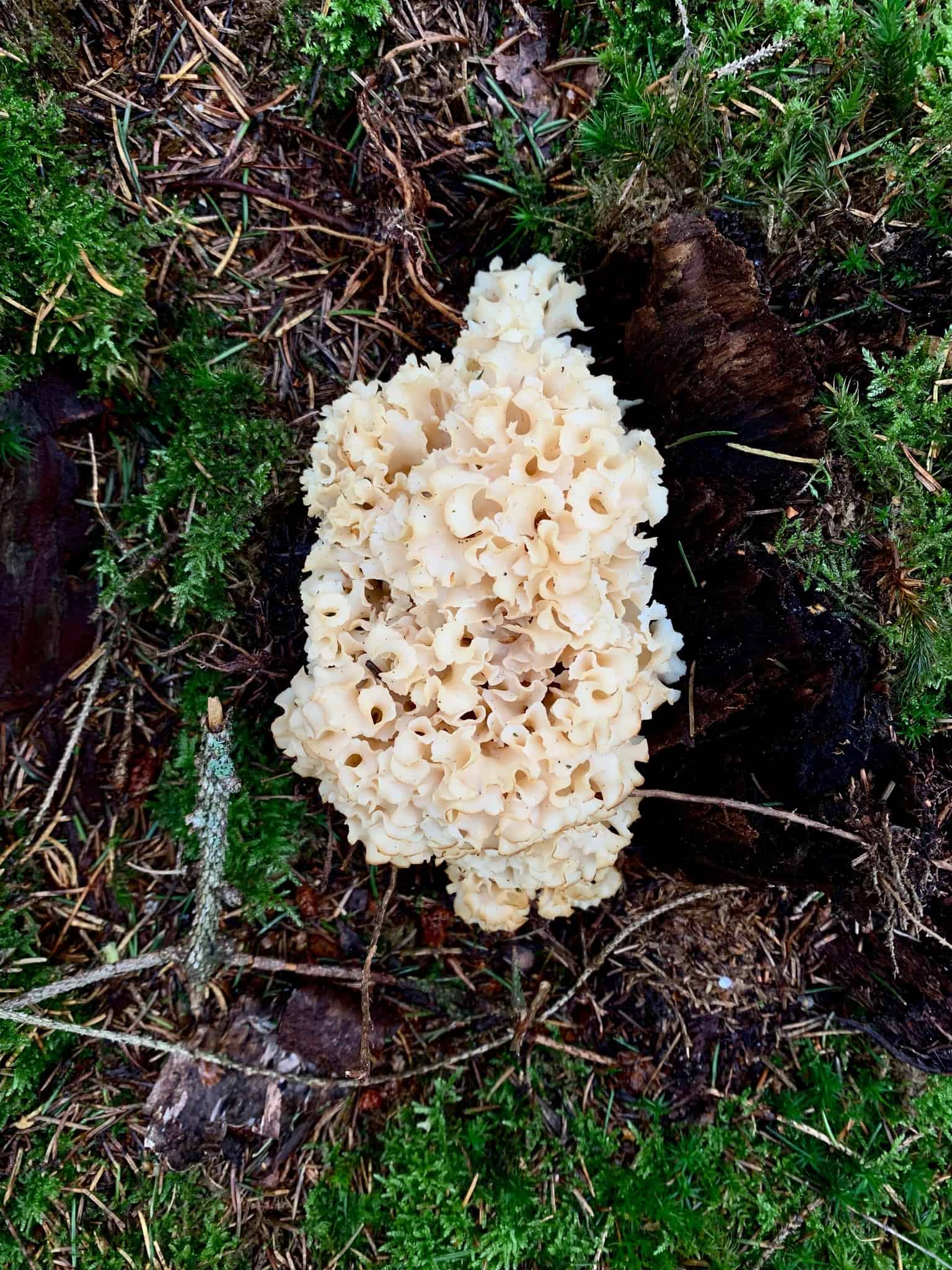 Svampeguide en guide med billeder af spiselige svampe